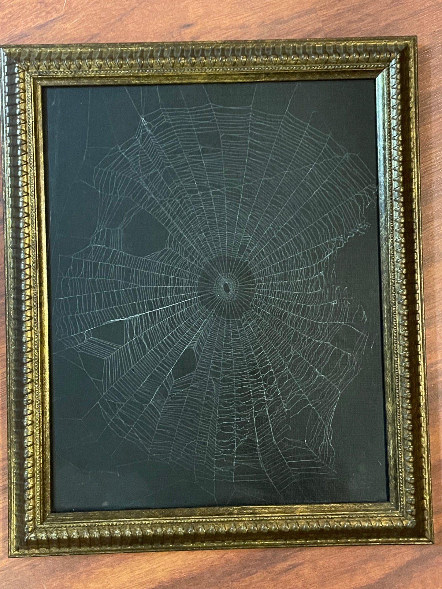 Natural preserved spider web in vintage gold frame