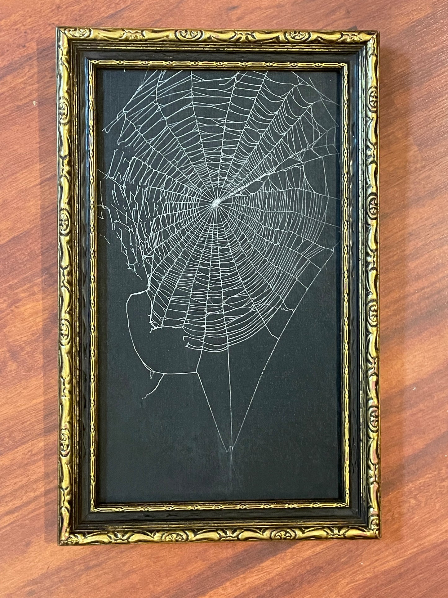 Natural preserved spider web in vintage gold frame