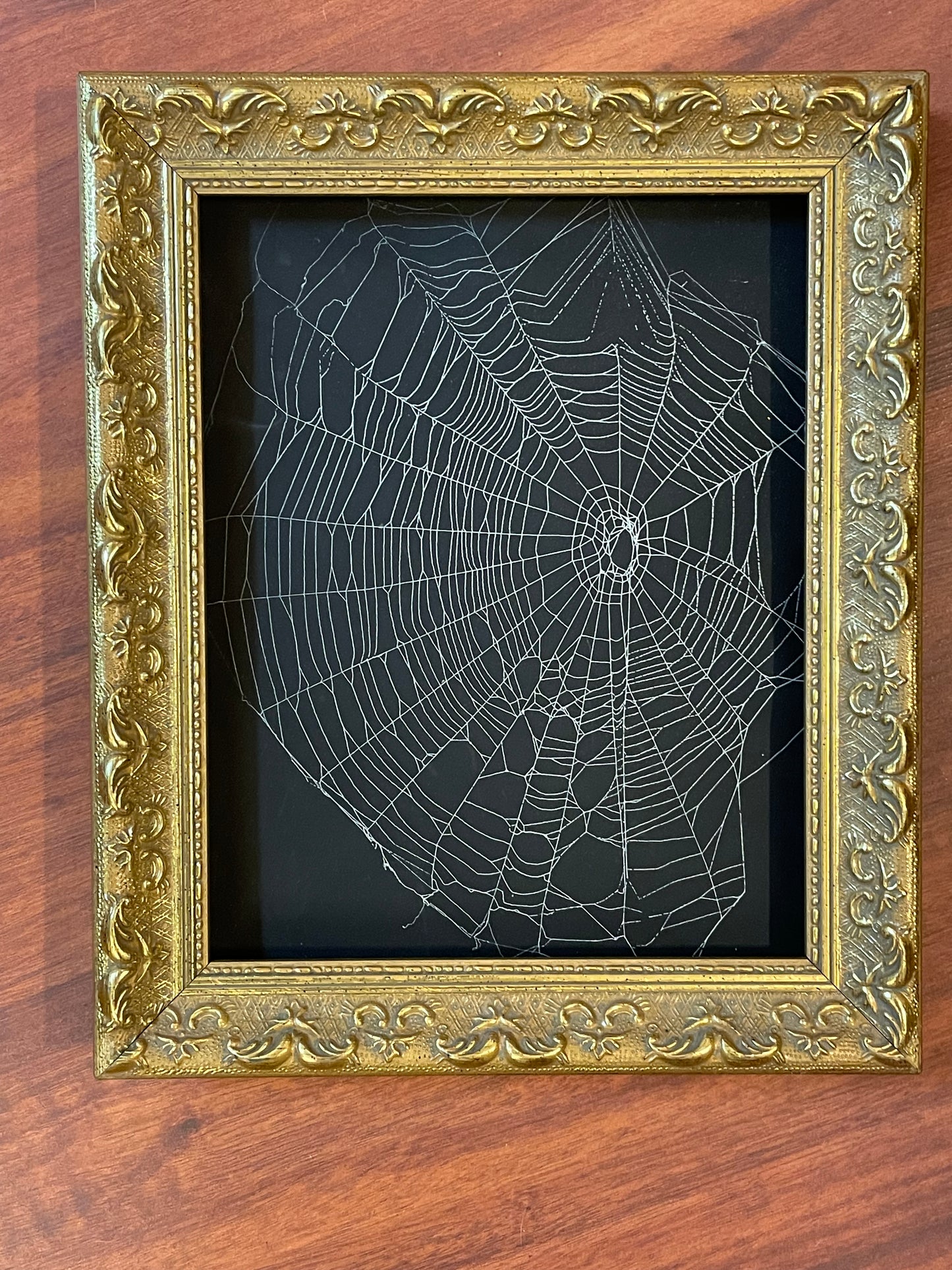 Natural preserved spider web in vintage gold frame