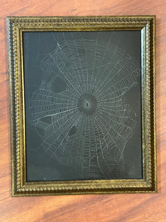 Natural preserved spider web in vintage gold frame