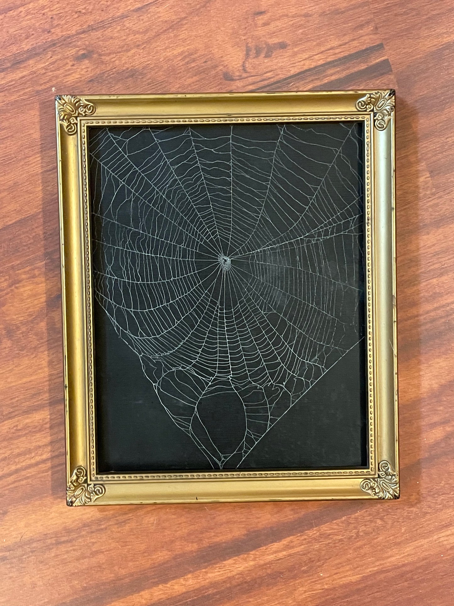 Natural preserved spider web in vintage gold frame