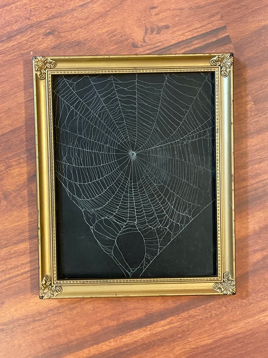 Natural preserved spider web in vintage gold frame